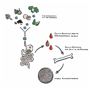 »Die Funktion von Calcium«  Client: Humboldt Universität Berlin – Interdisziplinäres Labor Bild Wissen Gestaltung